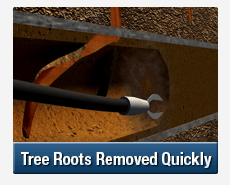 Tree Root Intrusions Pyrmont